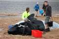 Public asked to report any whale carcasses found on local beaches