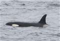 Watch out for killer whales as John O’Groats set to be base of Orca Watch 2024