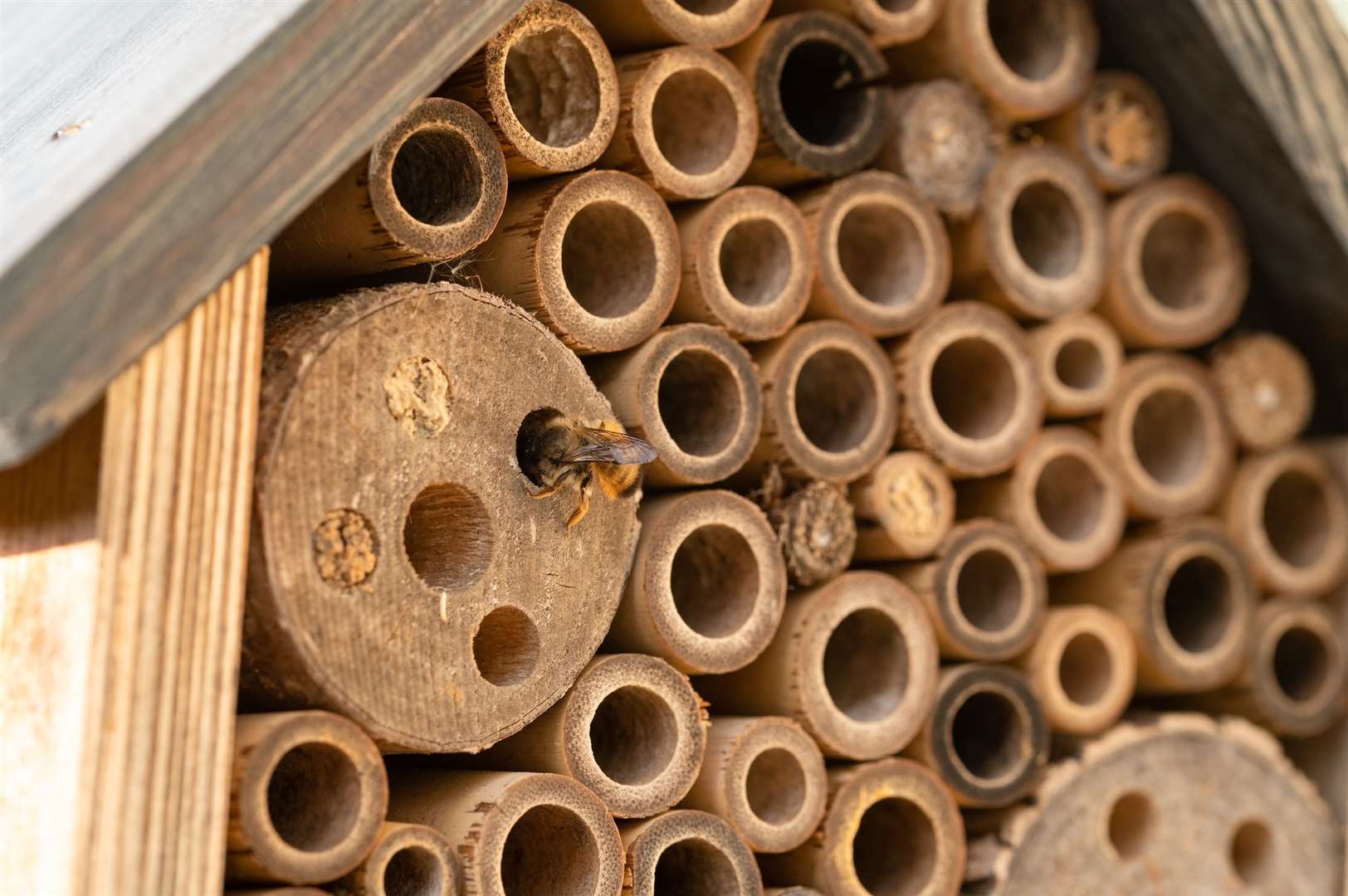 Bee hotels can provide valuable habitat for pollinators.