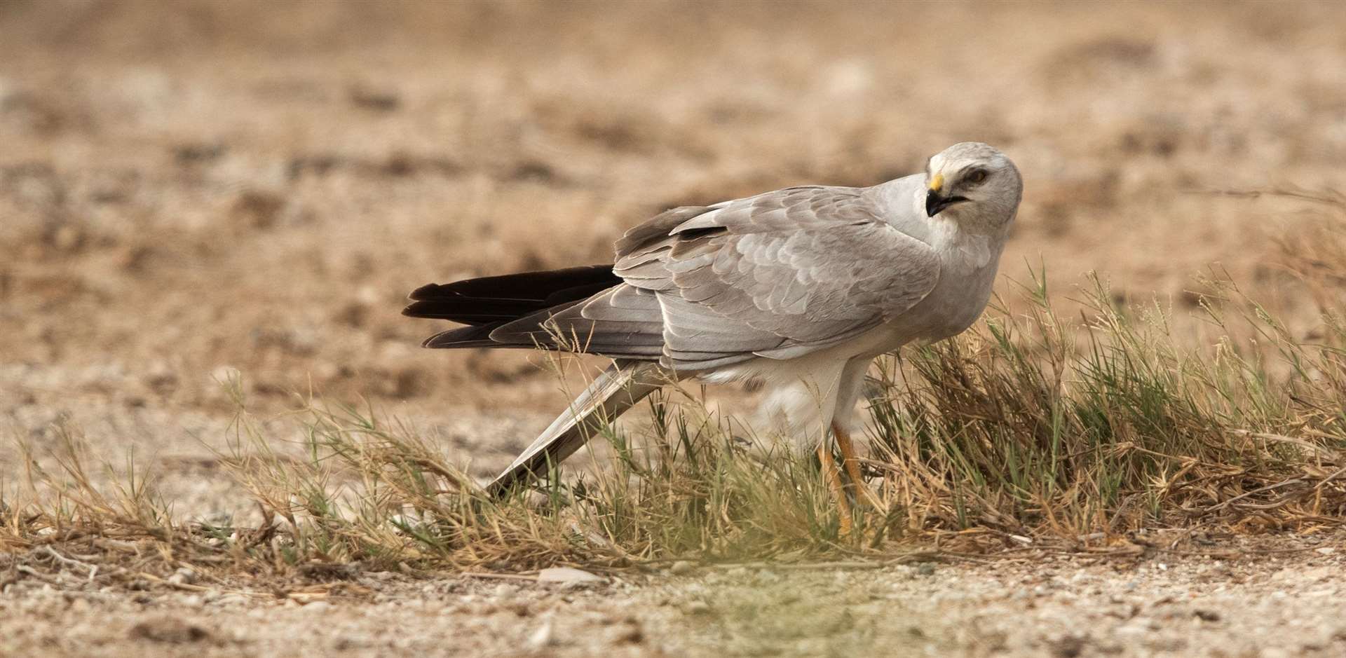 A Pallid Harrier. Picture: Adobe Stock Images