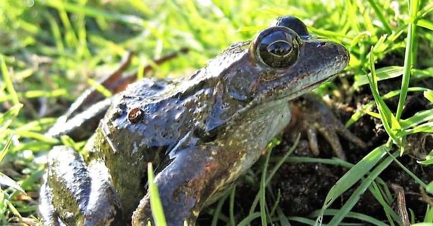 Possibly our most recognisable amphibian, the common frog is distributed throughout Britain and Ireland, and can be found in almost any habitat where suitable breeding ponds are nearby.