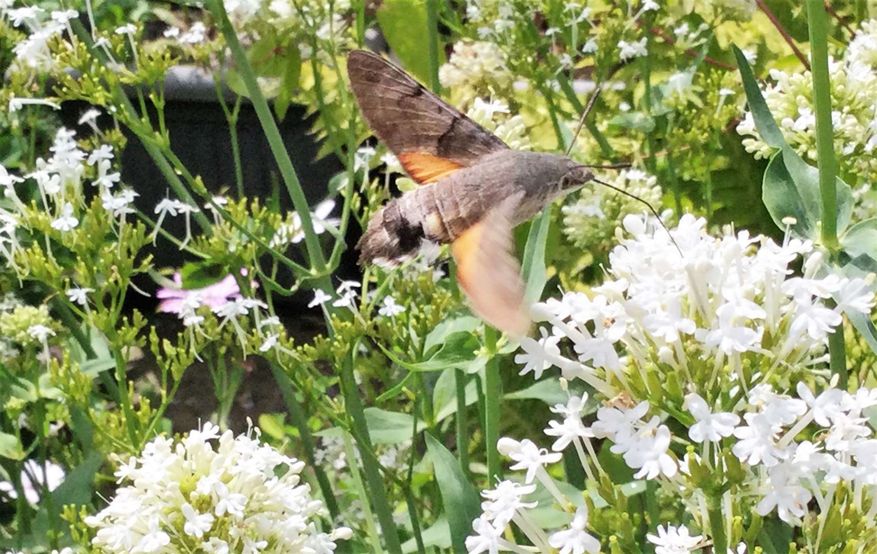 Steven Buttress thought it was a small bird at first. The moth fed on valerian plants in his garden. Picture: Steven Buttress