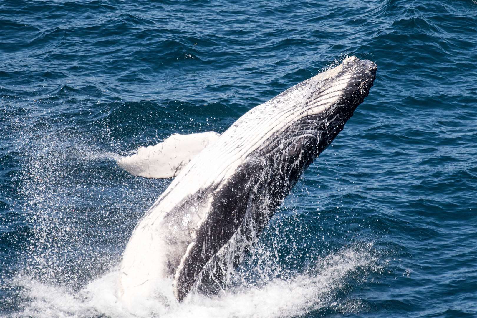 Humpback whales were once hunted to the brink of extinction in Scottish waters, but in recent years the Hebridean Whale and Dolphin Trust has noticed an increase in the number of sightings.