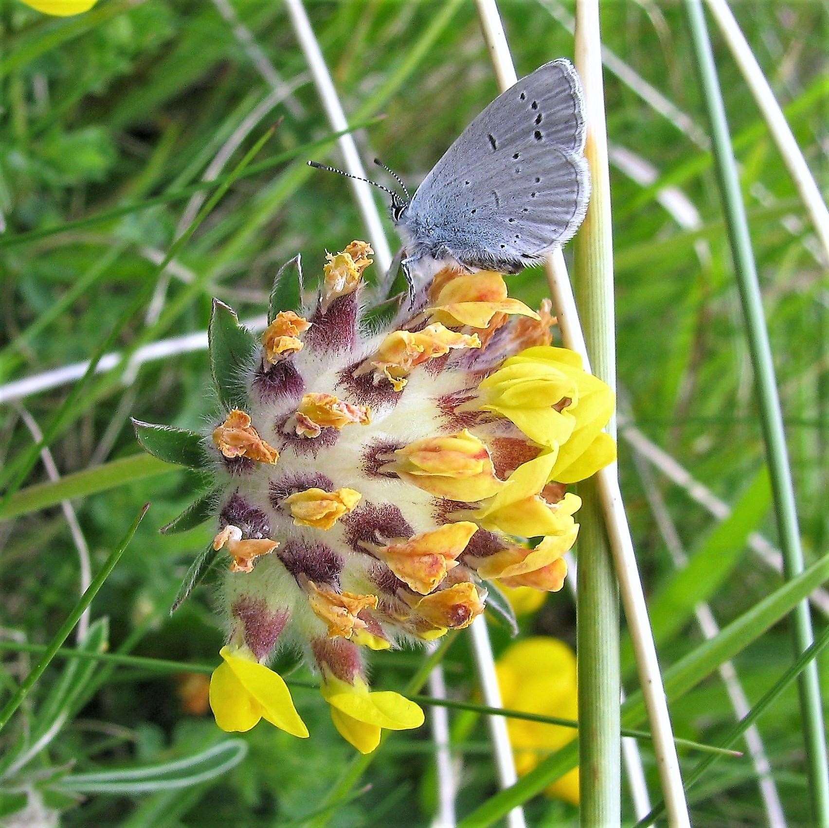 The rare small blue butterfly made a timely appearance at the event on Sunday. Picture. Mary Legg