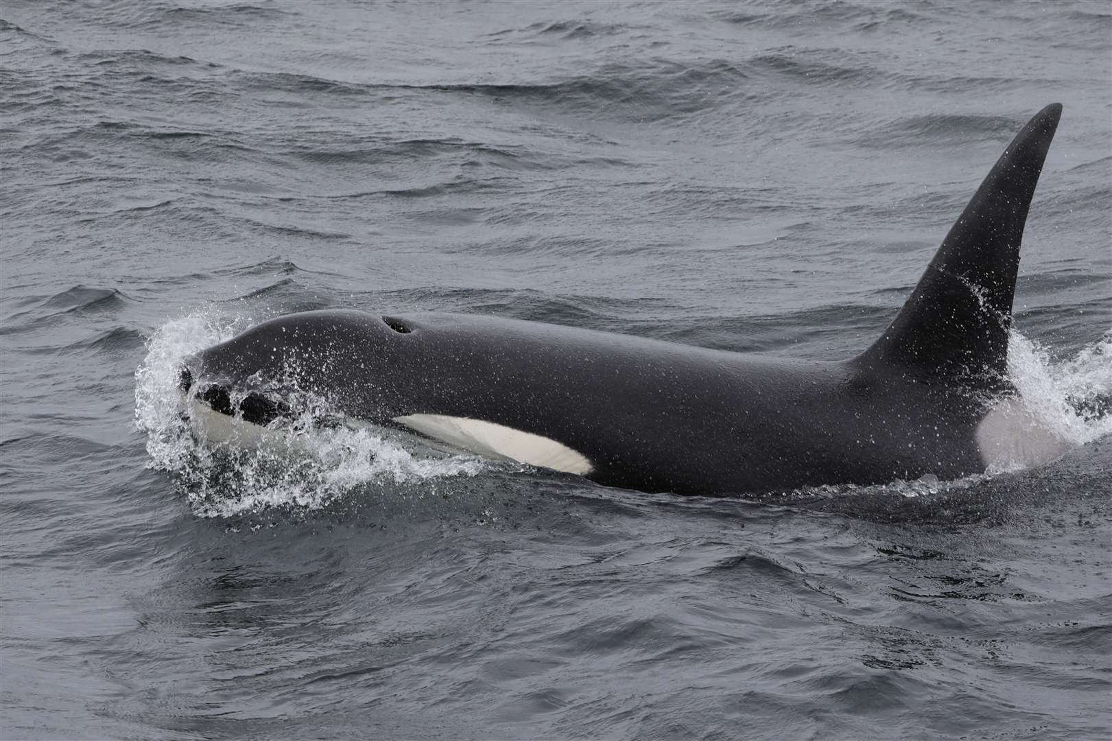 Ulferis, vienas iš dviejų žudikų banginių, matytų iš „Pentland Venture“ pirmąją „Orca Watch 2022“ dieną. Nuotrauka: Hazel Masson