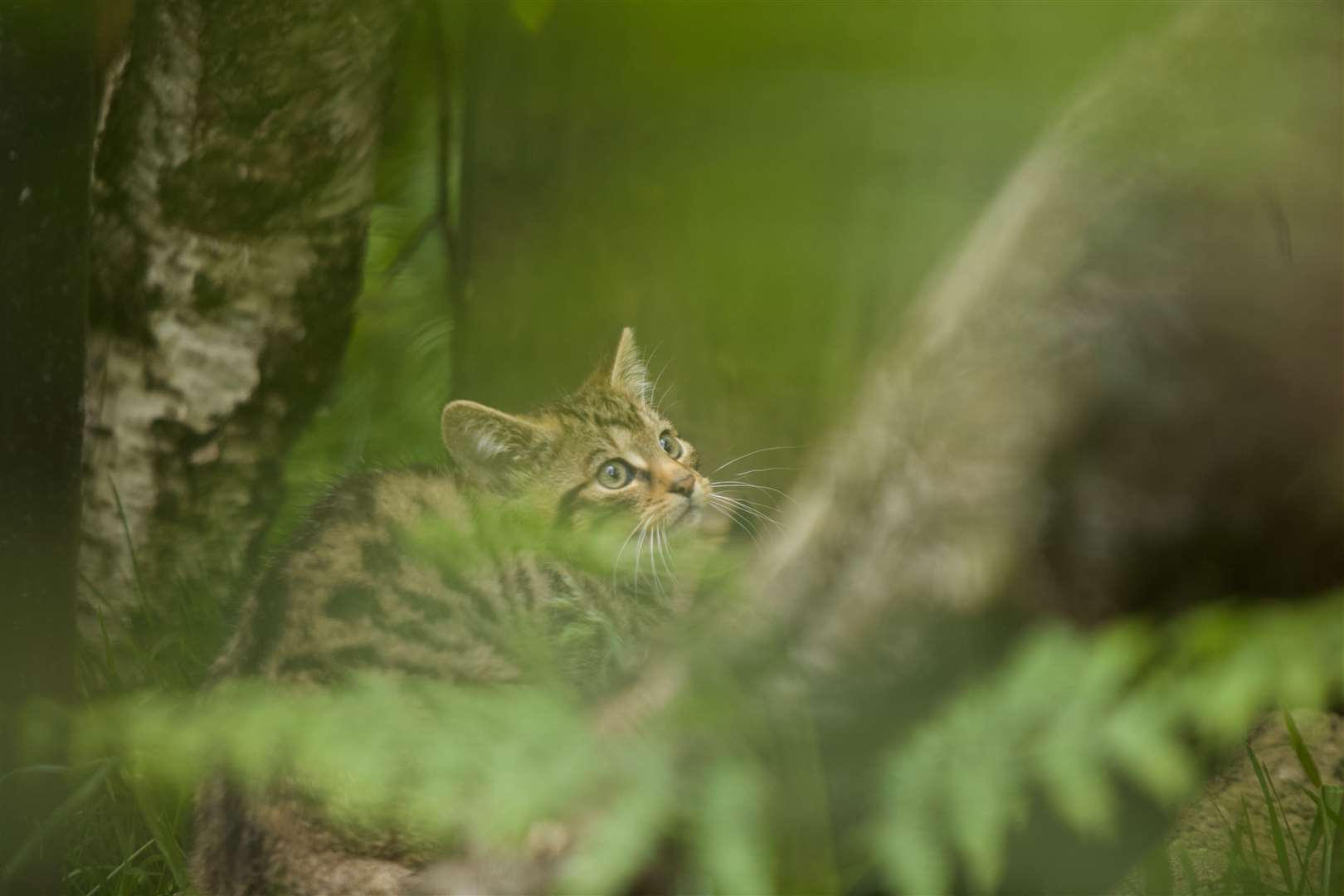 Alladale Wilderness Reserve. Wildcat kitten 3