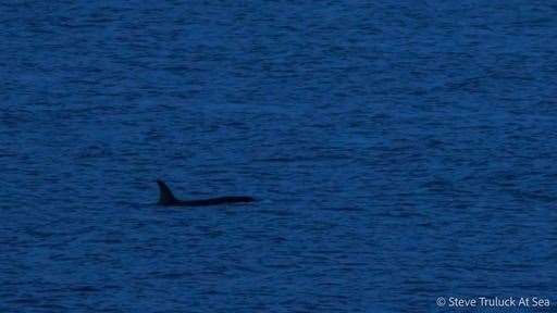 A Killer Whale off the coast at Burghead last night. Photo: Steve Truluck.