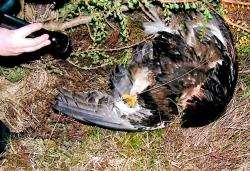 Eagles were found dead at Skibo last year