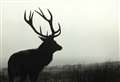Assynt Crofters' Trust lodges complaints with charity regulator and environmental body over Quinag out of season deer cull
