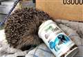 PICTURES: Scottish SPCA shares heartbreaking pictures of how litter affects wildlife 