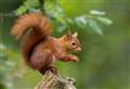 Sutherland squirrel relocation project a success