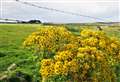 Growing concerns over ragwort in far north