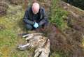 Police confirm rare eagle was poisoned