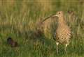 'Curlew numbers flourishing on UK's grouse moors'