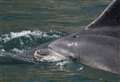 'Don't disturb dolphins' plea to boat and kayak users