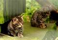 Wildcat conservation breeding programme celebrates record year