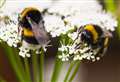 Bettyhill bumblebee meadow volunteers thanked for their 'wonderful effort'