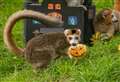 PICTURES: Guys and 'ghouls' enjoy Halloween at Highland Wildlife Park