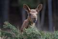 Highland Wildlife Park staff choose name for baby elk