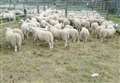 Good prices at Lairg lamb sale