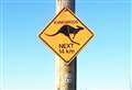 Mystery of Caithness Kangaroo sign