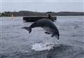 Moray Firth bottlenose dolphin Yoda flourishing in new home off Danish island 