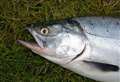 Call to anglers to report threats to salmon in rivers 