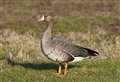 Protected goose dumped beside River Thurso was shot and decapitated