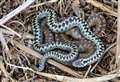 Call for farmers to help count up country's adder population