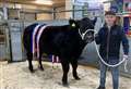 Black Isle champ graces 'best ever' prime cattle show in Dingwall 