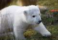 WATCH: Adorable polar bear cub Brodie enjoying life in the snow at Highland Wildlife Park