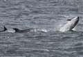 Missing swimmer rescued - with help from Moray Firth dolphin pod! 