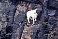 Brave women went to the rescue of a lamb stuck on island cliff 