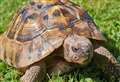 Family's delight as pet tortoise which went missing from their Ullapool holiday cottage a year ago, turns up safe and well