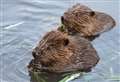 Beavers nearing return to Cairngorms after absence of 400 years
