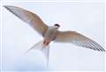 RSPB seeks volunteers for Arctic tern project at Brora