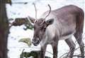 Santa to visit Highland Wildlife Park - book in advance to see him