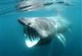 Basking shark sighting suggests breeding hotspot off Scottish coast