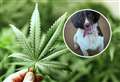 £15,000 cannabis haul seized in Highlands thanks to police sniffer dog Chief