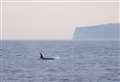 Orca Watch ends with amazing sightings off north coast