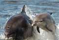 Popular Moray Firth dolphin found dead near Latvia 