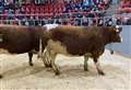 Cattle sale at Dingwall attracts some keen bidding 