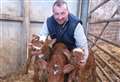 Far north farm welcomes triplet calves