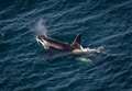 Orcas give 'wonderful close-up views' along north coast