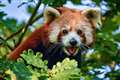 In Video: Bristol Zoo celebrates ahead of Red Panda Day with new arrival