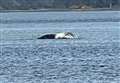 Object thought to be dead whale spotted in Loch Fleet