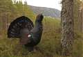 Desperate action needed to save capercaillie