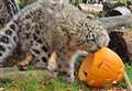 PICTURES: Halloween comes to Highland Wildlife Park as endangered animals enjoy pumpkin treat