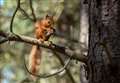 Squirrel spotters can help conservation efforts in Sutherland