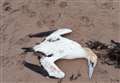 Brora beach user warns public not to touch dead birds